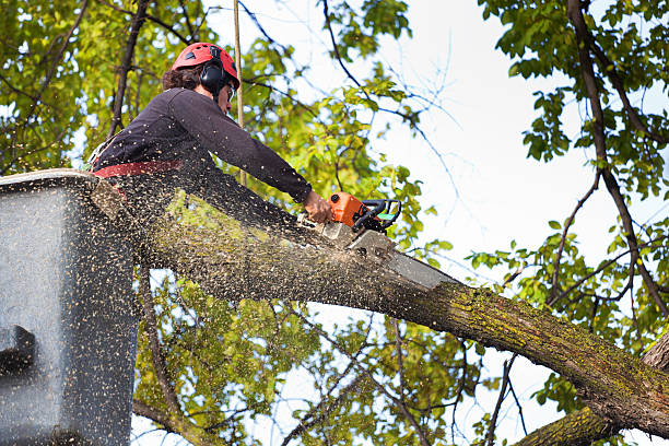 How Our Tree Care Process Works  in  Red Lion, PA